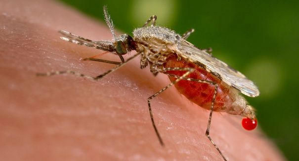 ‘Sex-switching’ mosquitoes could wipe out Dengue, Malaria