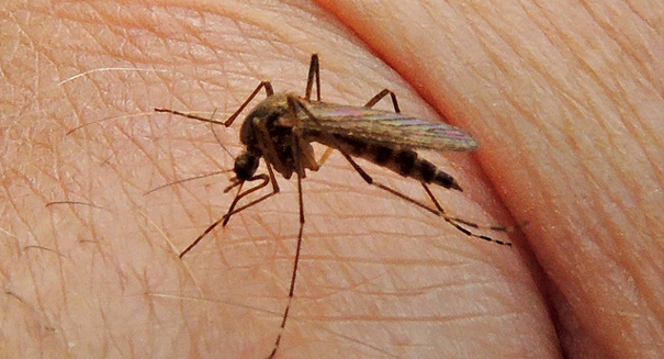 Yellow fever mosquito found in California; non-native insect bites during the day and indoors