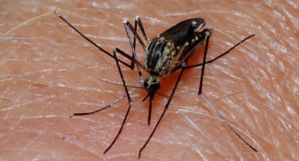 Aerial mosquito spraying not an immediate public health risk, study shows