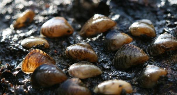 Invasive Quagga mussel found in UK, threatens both biodiversity and waterways