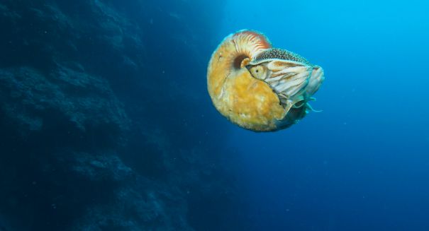 Biologist amazed after spotting ultra-rare nautilus for the first time in 30 years