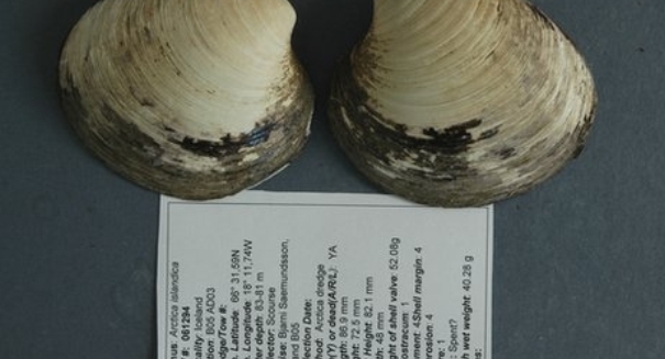 Scientists KILL world’s oldest animal…accidentally