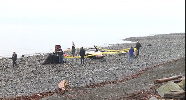 Pregnant female Puget Sound orca found dead