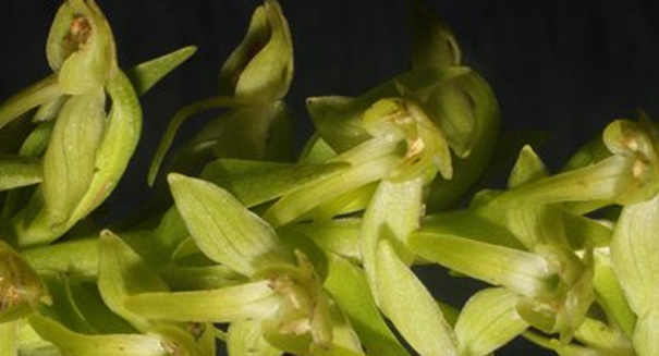 Rarest orchid in European history officially recognized 200 years after discovery