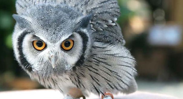 Watch an owl disguise itself as a tree branch [VIDEO]