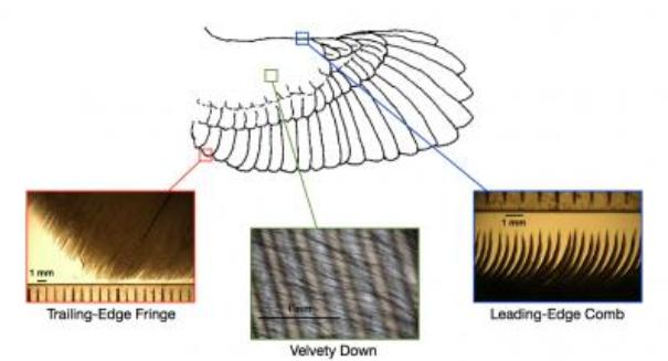 Secrets of owls’ near noiseless wings could lead to stealthier aircraft, researchers say