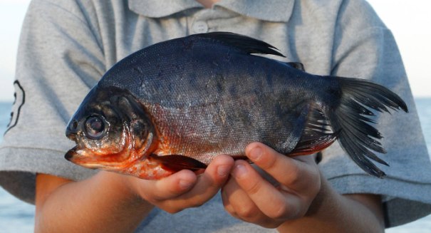 Testicle-munching fish threatens Swedish swimmers