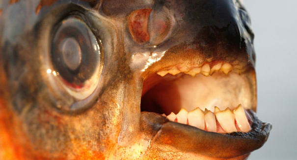 Invasion of testicle-crunching fish just a joke, museum expert admits