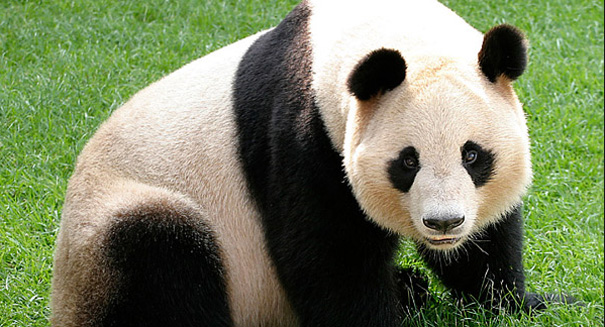 Pandas survive on a low energy diet by being lazy