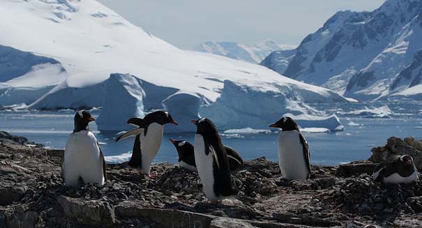 Penguins keep warm by using ‘fluid-like’ motion