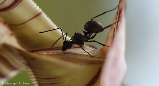 Brainless pitcher plants still clever enough to outsmart ants