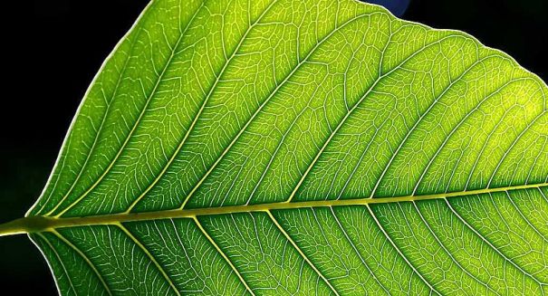 Photosynthesis in plants alters climate change models
