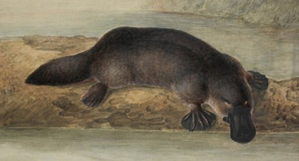 ‘Platypus-zilla’ discovered in Australia