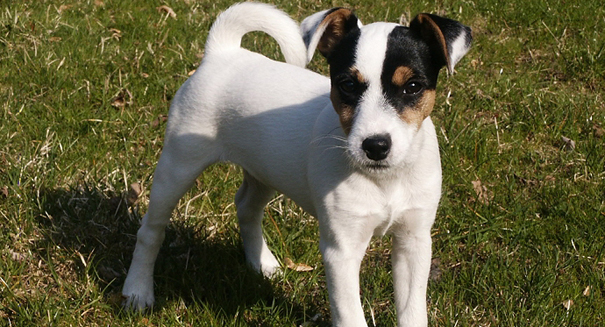 Puppy Bowl 2013: All puppies tested negative for cuteness enhancing substances