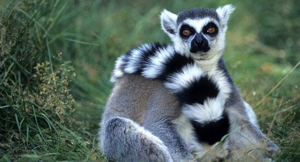 You were never a caveman: Ring-tailed lemurs only primates to consistently sleep in caves