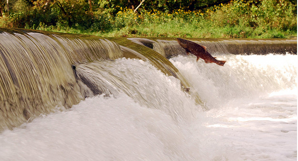 Historic plan implemented to save endangered steelhead, Chinook salmon