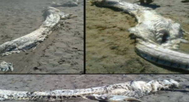 Experts solve mystery of 13-foot ‘sea monster’ found on beach in Spain [VIDEO]