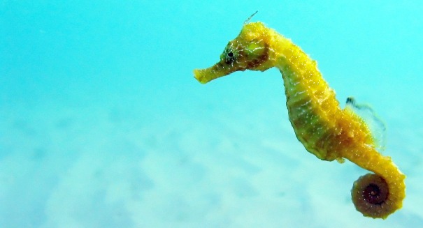 Seahorse’s tail could change the way we make robots