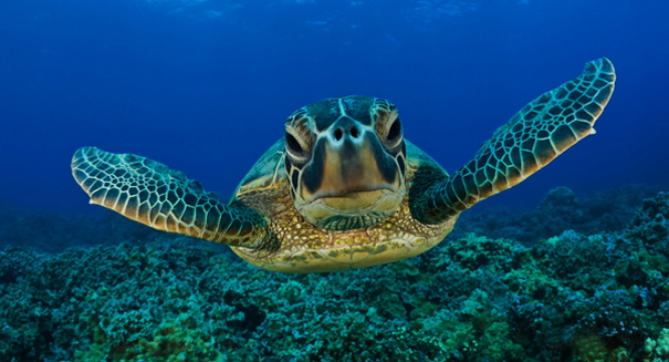 How do sea turtles find their way home? Scientists finally have an answer: magnetics