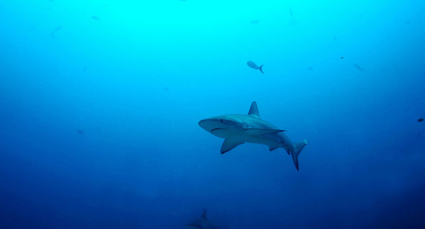 Shark attacks surfer off central California coast, drags him under water