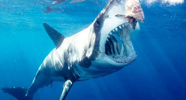 Fattened livers may allow great white sharks to swim stunning distances