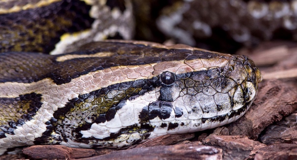 Snakebite “selfie” results in expensive hospital visit