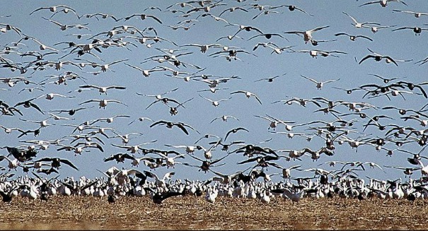 2,000 snow geese drop dead out of the sky in Idaho — avian cholera to blame