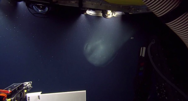 Watch stunning deep-sea video of a giant sperm whale putting on a show for shocked researchers [VIDEO]