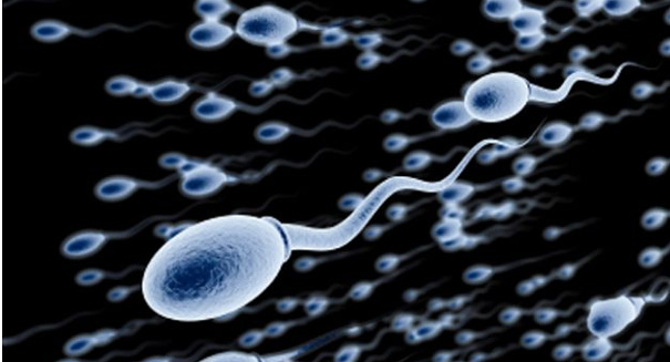 Egg or sperm? Newly discovered gene may determine sex