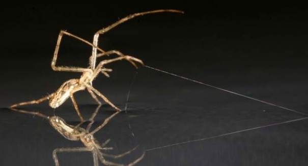 Amazing spiders can sail across oceans using ‘sails,’ using silk as ‘anchors’