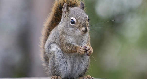 Plague-infected squirrel shuts down Los Angeles-area campgrounds