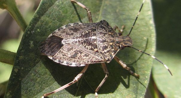 Harmful brown stink bugs appear in southern Michigan