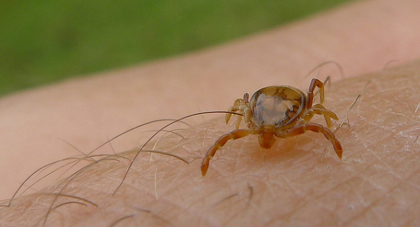 Researchers working on Lyme disease vaccine