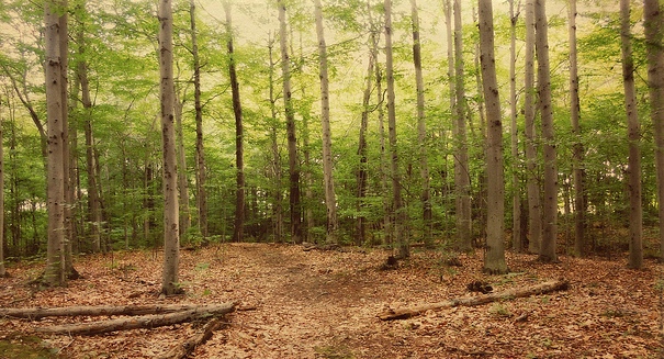 Study suggests composition of eastern U.S. forests not affected by climate change