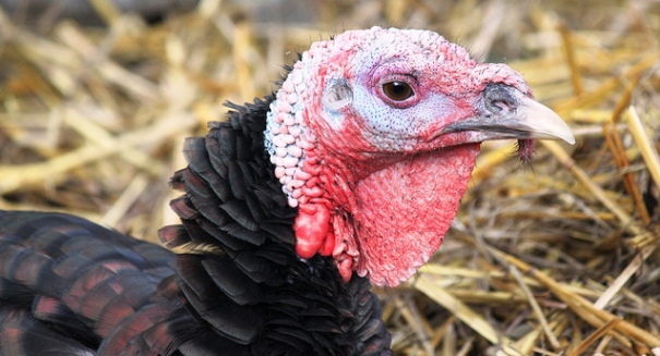 California turkey farm quarantined after confirmed case of bird flu