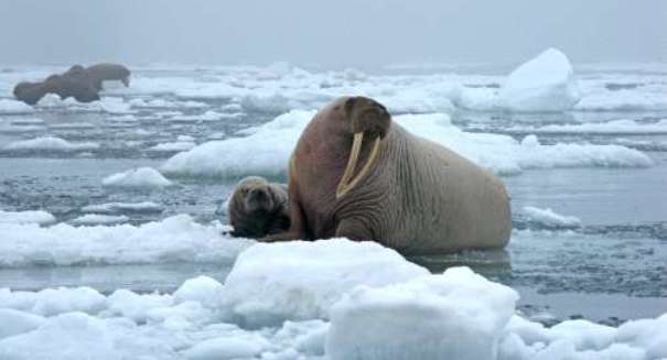 35,000 walruses forced ashore by melting Arctic sea ice