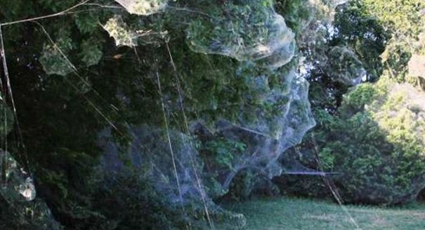 Massive spider web appears in Texas