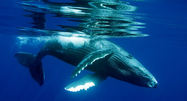 ‘Bungee cord’ nerves discovered in whales enable binge feeding
