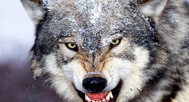Wisconsin closes three wolf hunting zones in animal protection effort
