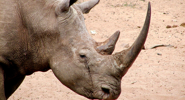 One male left in the entire northern white rhino population