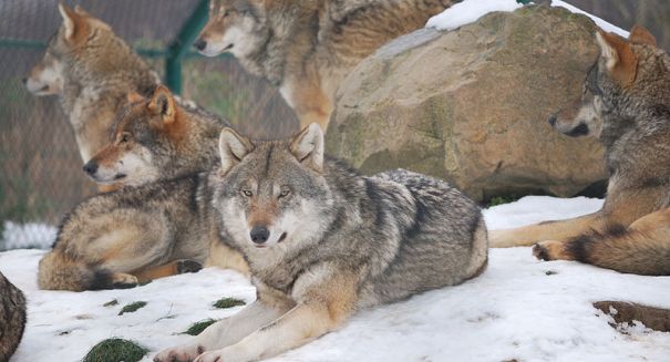 Endangered Mexican grey wolf’s death investigated