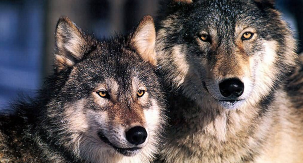 Scientists discover why wolves howl