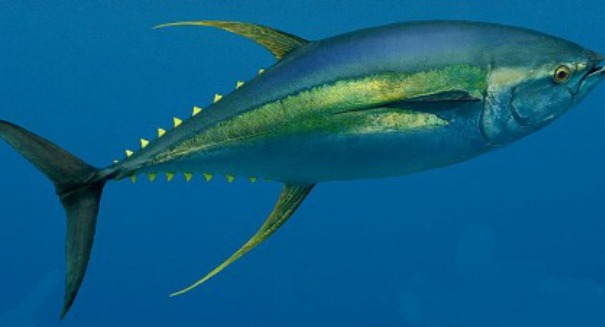 Scientists alarmed by increasing mercury levels in Hawaiian yellowfin tuna