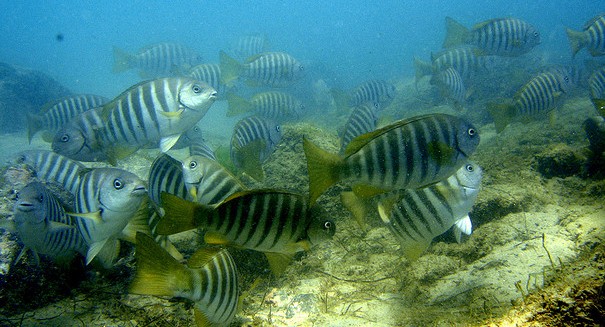 UK set to create world’s largest marine reserve