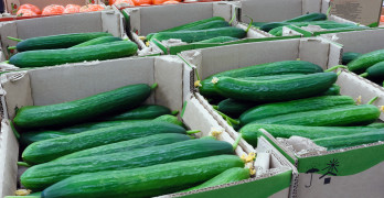 Cucumbers in the boxes at the food store