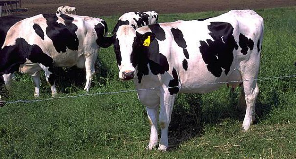 holstein-cows